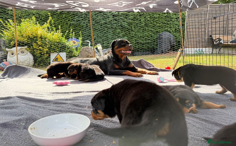 Rottweiler dogs - Advert 4