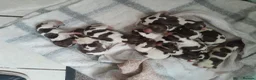 English Springer Spaniel dogs for sale: Springer spaniels puppies  in Spalding - Advert 6