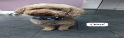 Cavapoochon dogs for sale: Extensively Tested Cavapoochons Fully Vaccinated  - Advert 7