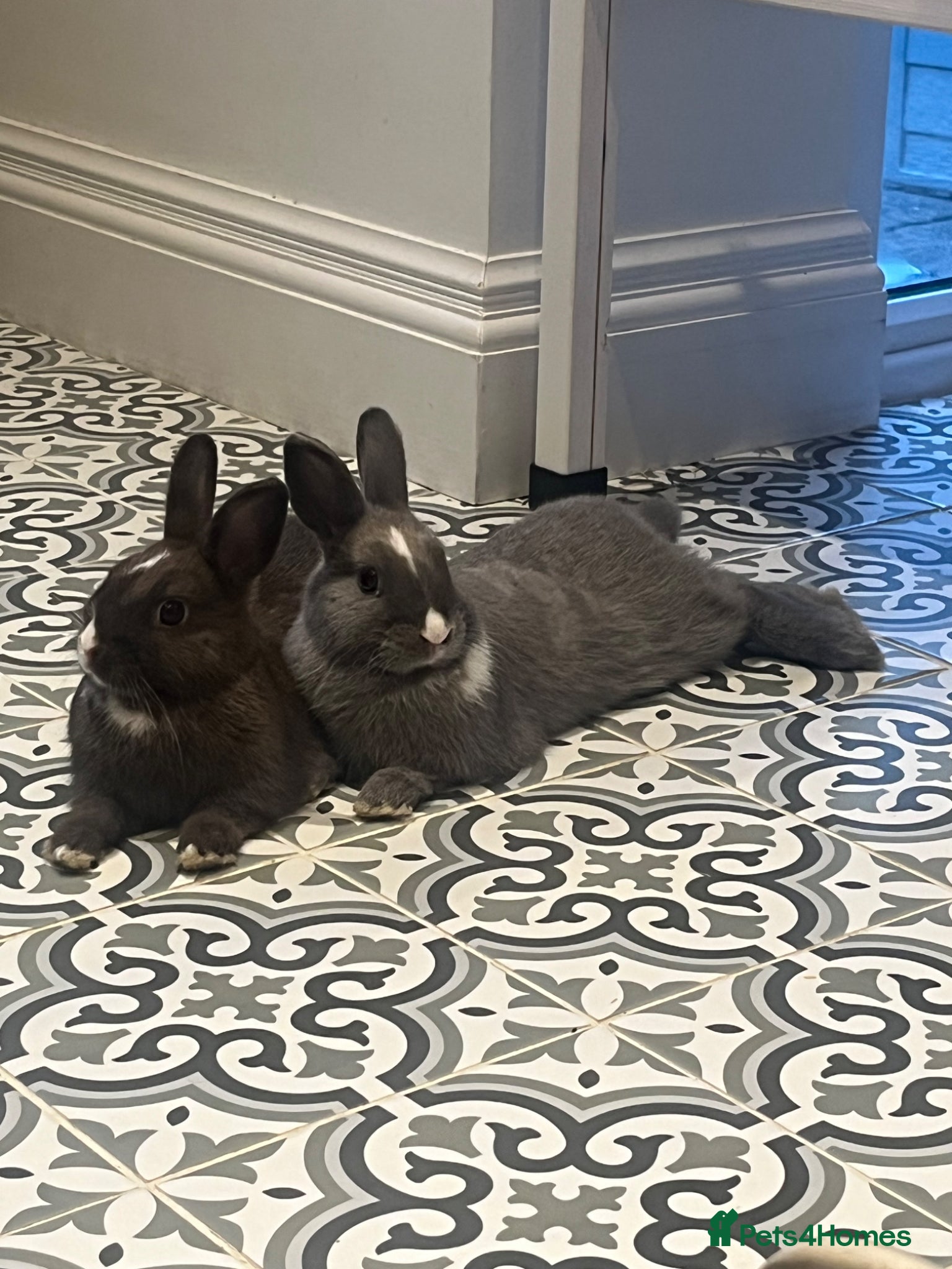 Netherland Dwarf rabbits for sale: Netherlands dwarf siblings in Swanley - Advert 4