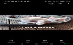 Maine Coon cats for sale: Home raised stunning Mainecoon boys. - Image 17