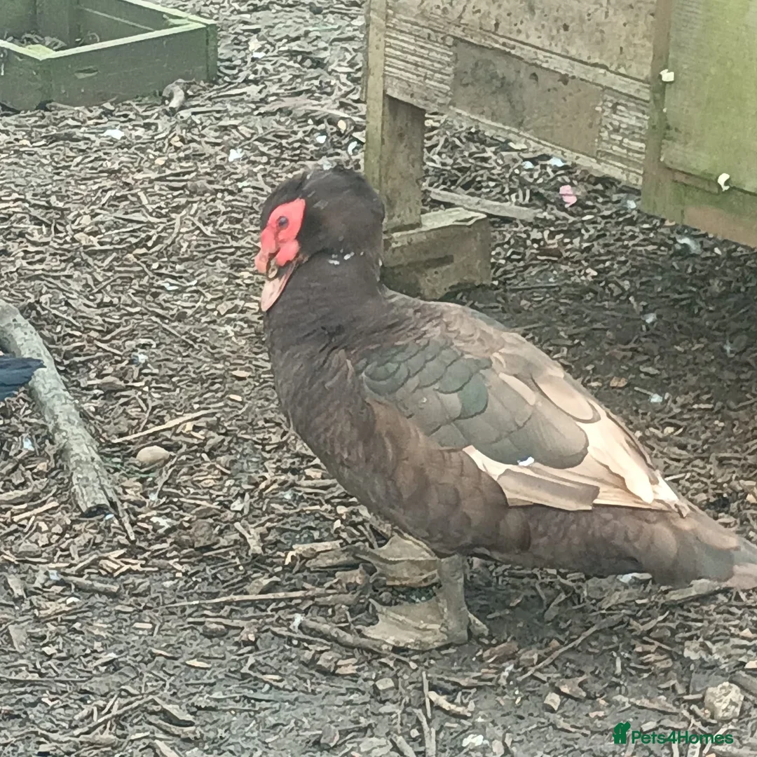 Ducks poultry for sale: Muscovie Ducks bonded flock of four - Advert 1