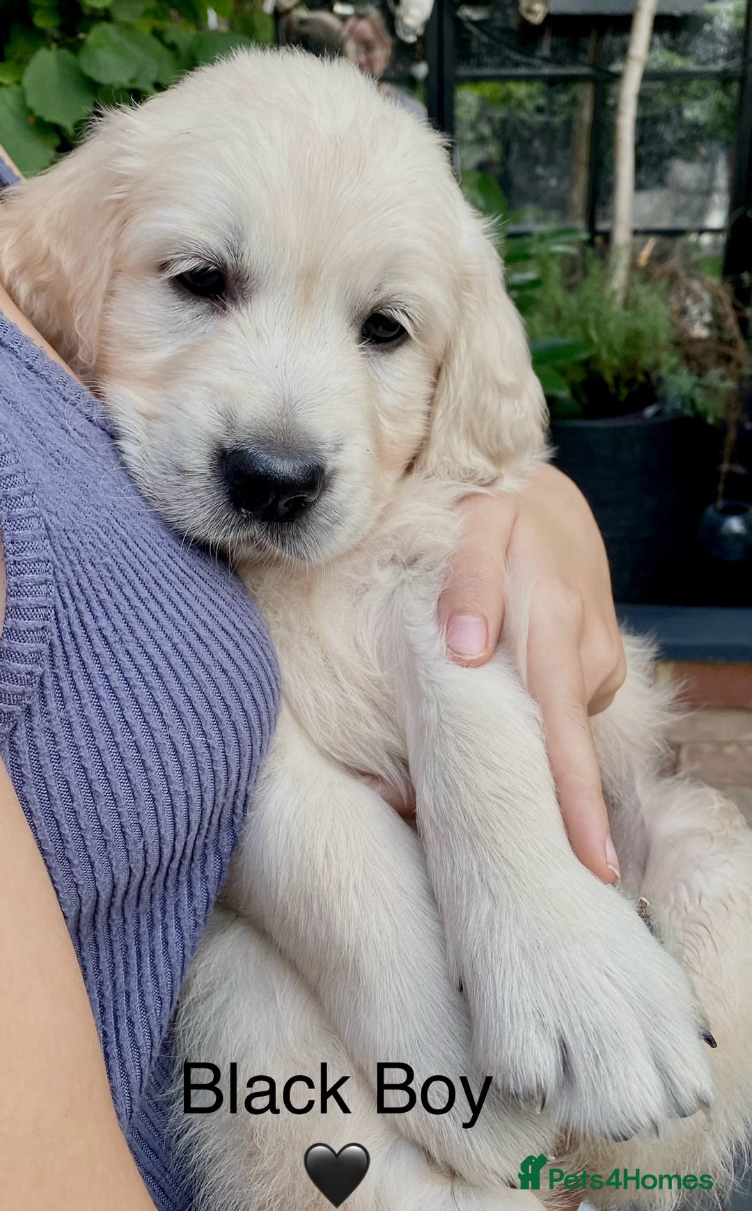 Golden Retriever dogs for sale: Exceptional KC Goldens- MULTI Champions Bloodline - Image 19