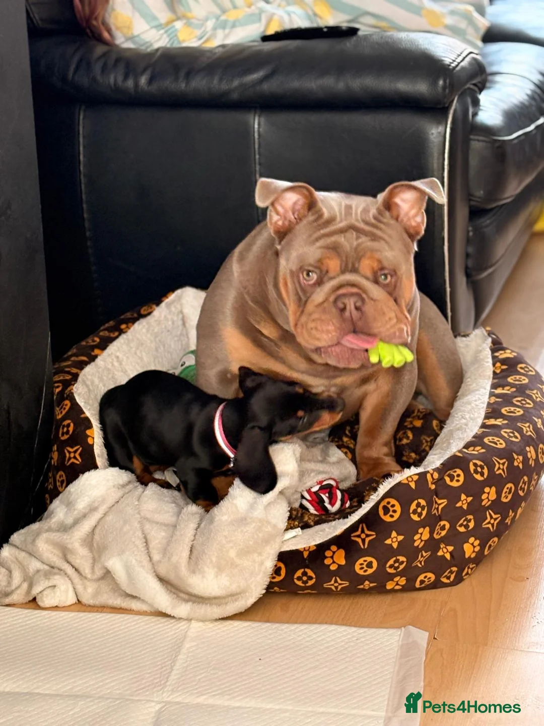 English Bulldog dogs for sale: Beautiful male kc reg english bulldog. in Winsford - Advert 5