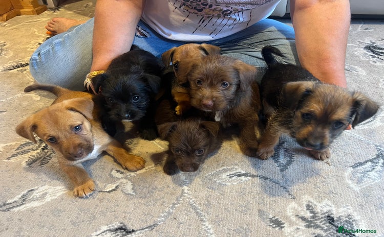 Mixed Breed dogs - Advert 8
