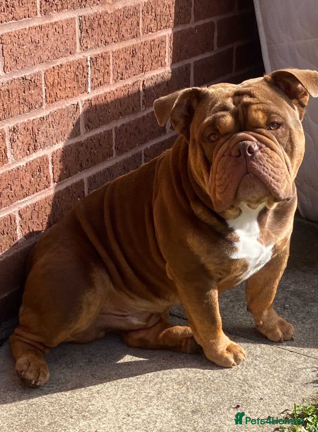 English Bulldog dogs for sale: Exotic English bulldog  - Advert 7