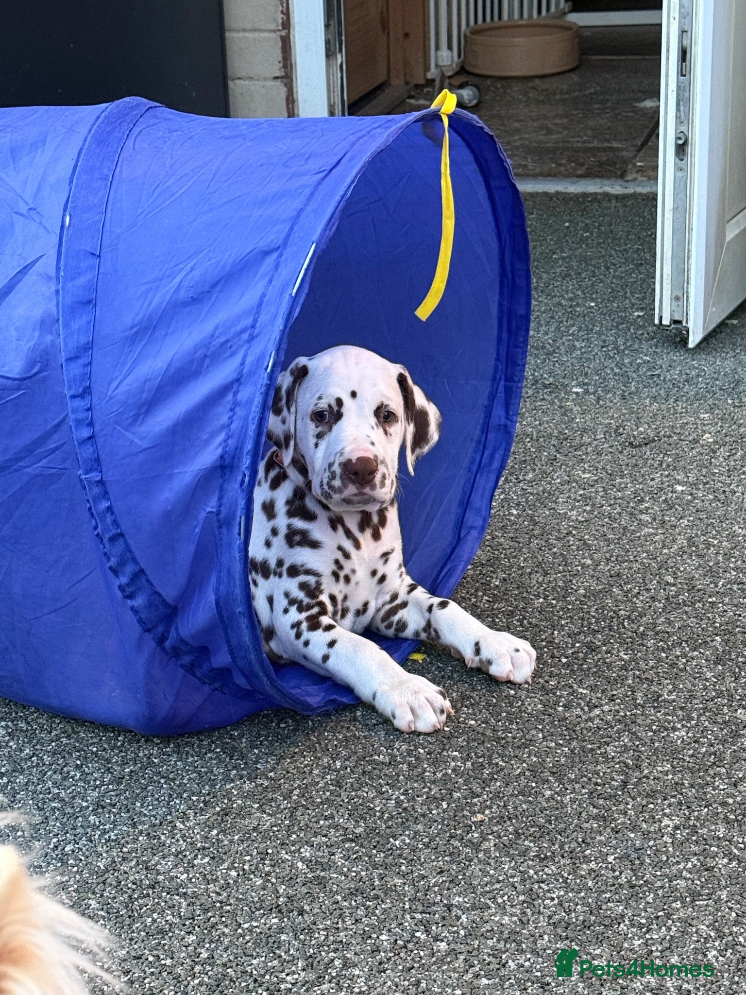 Dalmatian dogs JUST 3 BOYS LEFT READY THIS WEEK  - Advert 5