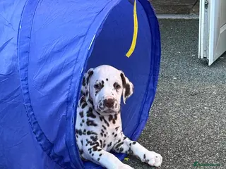 Dalmatian dogs JUST 3 BOYS LEFT READY THIS WEEK - Advert 5