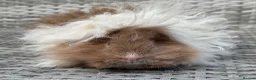 Guinea Pig rodents for sale: Purebred Lunkarya - Advert 8