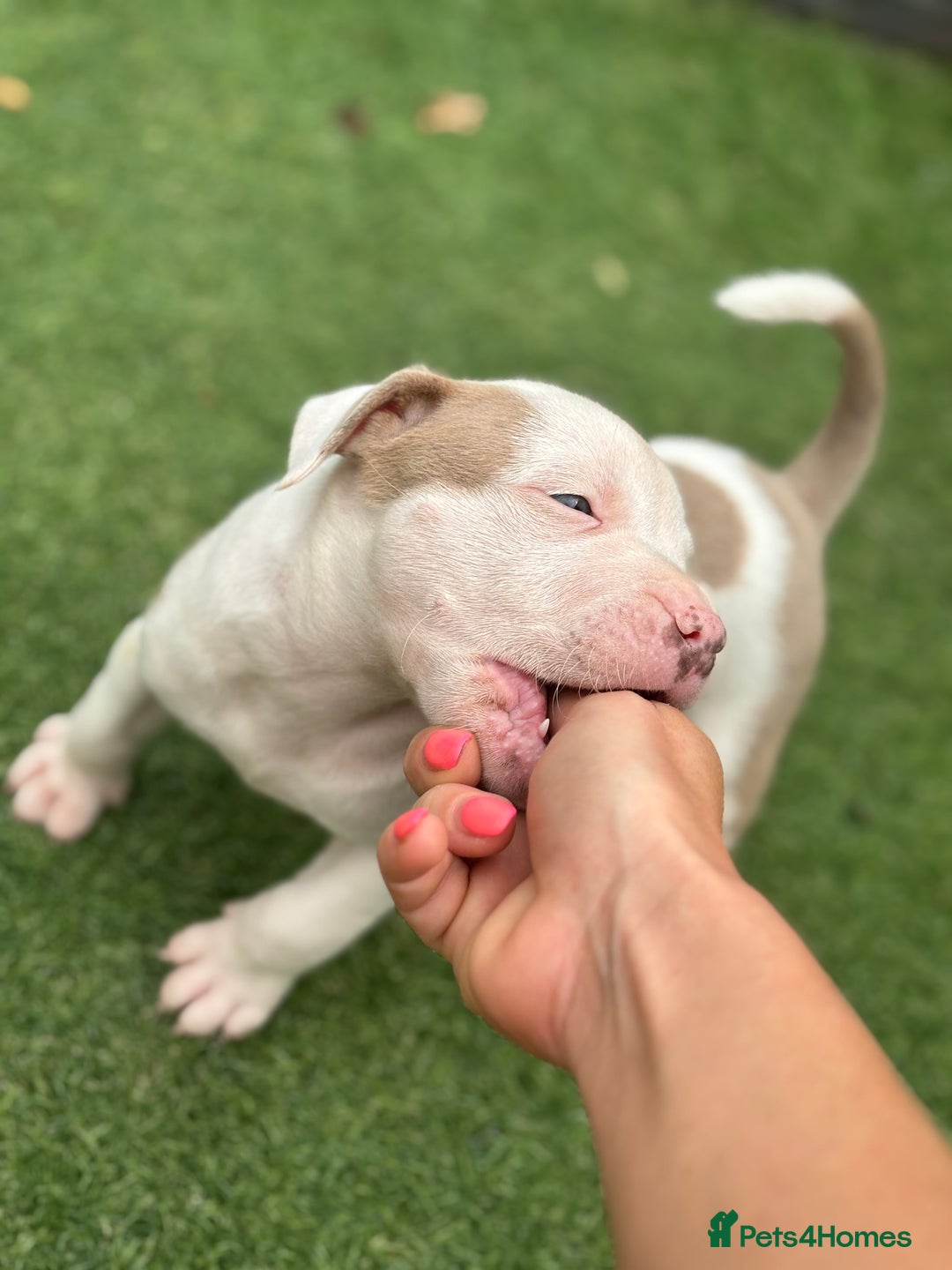 Staffordshire Bull Terrier dogs for sale: Ready now !! - Image 6