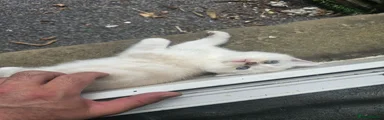 British Shorthair 2