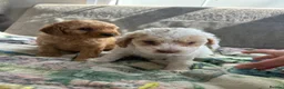Cockapoo dogs for sale: Teddy bear cockapoos  - Advert 21