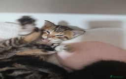 Mixed Breed cats for sale: Playful & cuddly Tabby-Bengal-Mix Kittens £200 - Image 13
