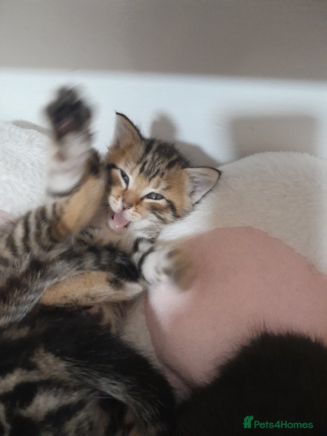 Mixed Breed cats for sale: Playful & cuddly Tabby-Bengal-Mix Kittens £200 - Image 13