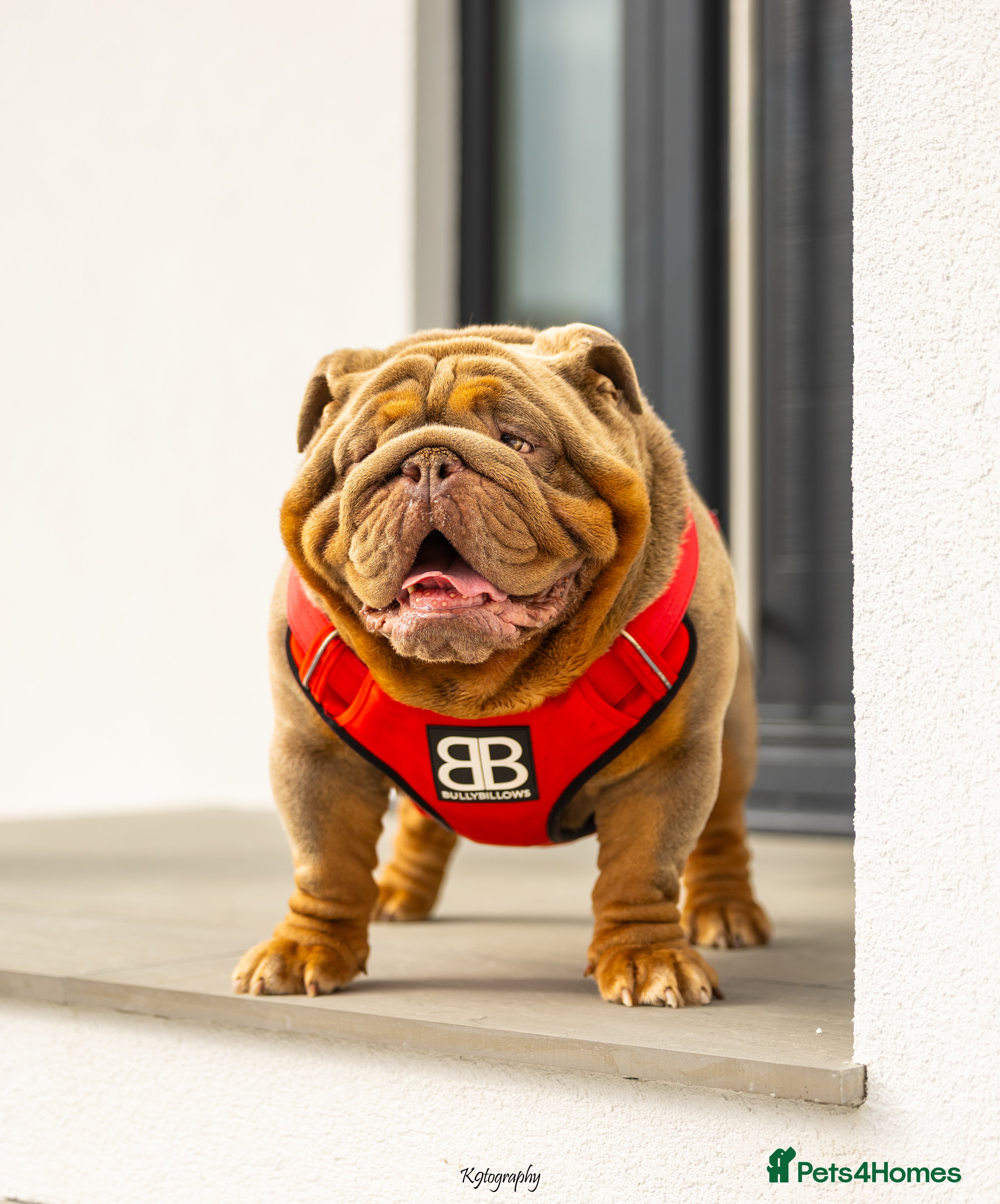 English Bulldog dogs !!REDUCED!! RYDER SON OF BENCHPRESS - STUD in Basildon - Advert 6