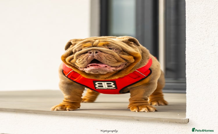 English Bulldog dogs in Basildon - Advert 2
