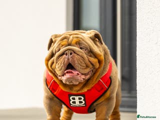 English Bulldog dogs !!REDUCED!! RYDER SON OF BENCHPRESS - STUD in Basildon - Advert 22