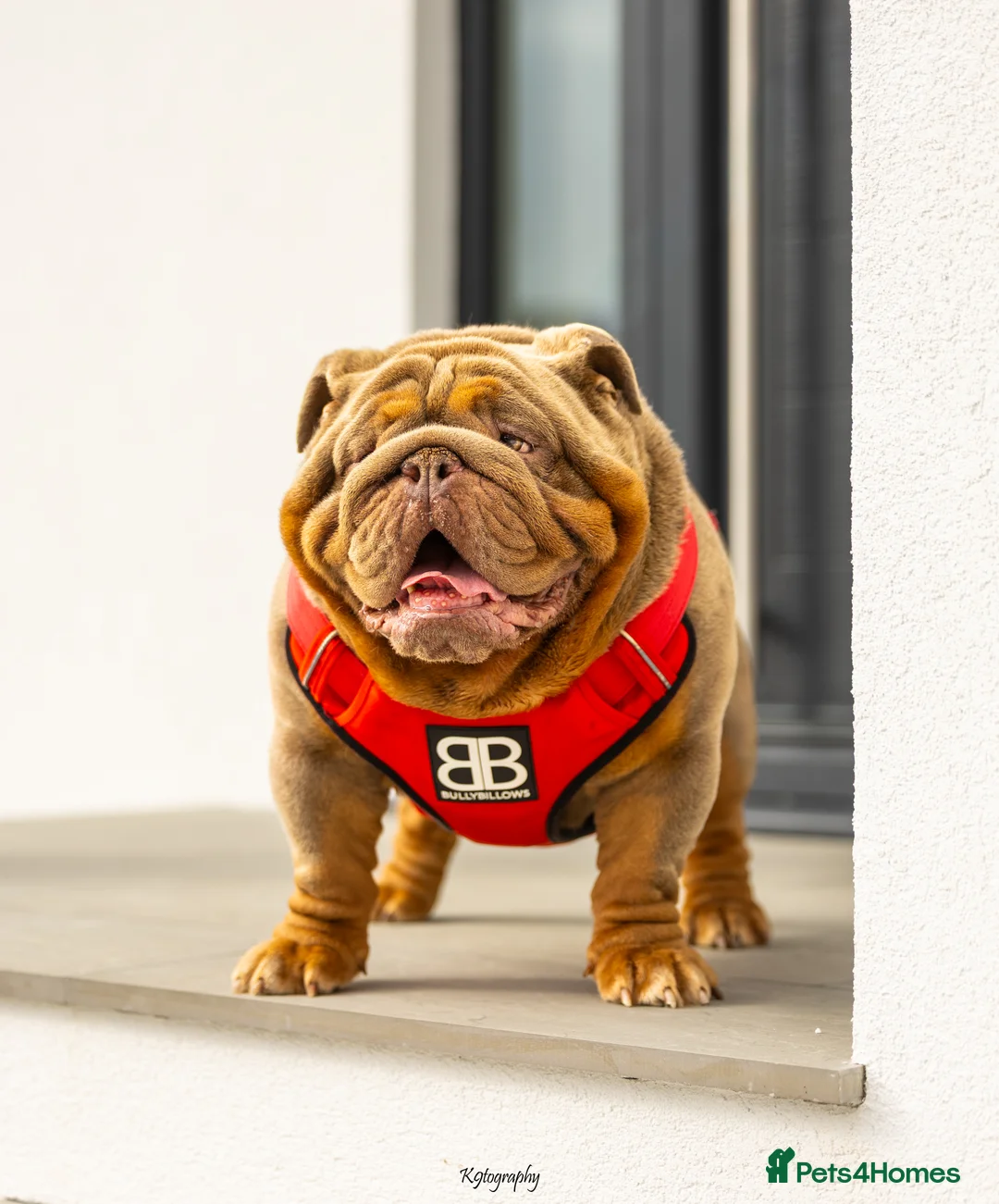 English Bulldog dogs for stud: !!REDUCED!! RYDER SON OF BENCHPRESS - STUD in Basildon - Advert 1