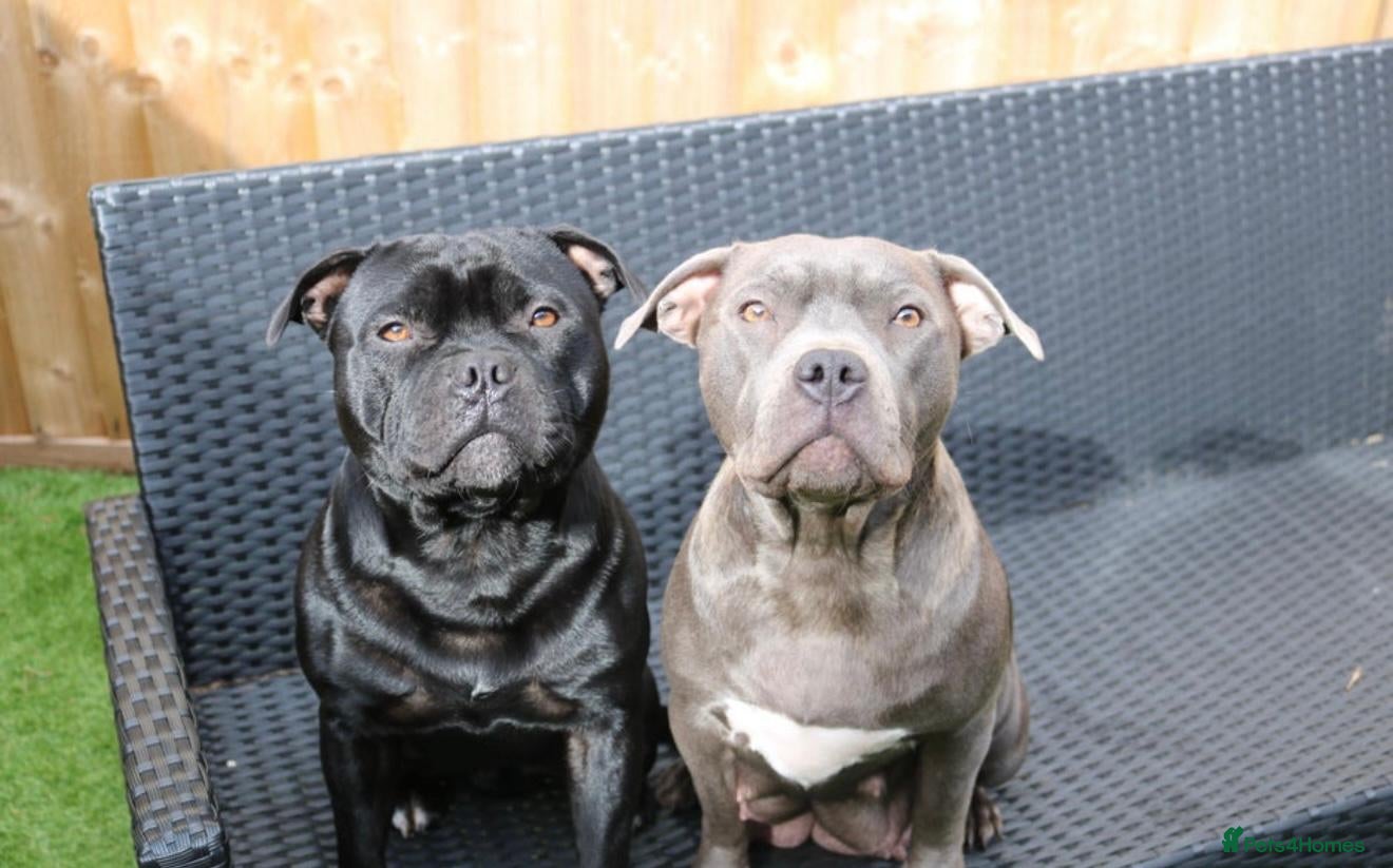 Staffordshire Bull Terrier dogs KC Staffords | Blue & Black | Champion Bloodlines - Advert 2