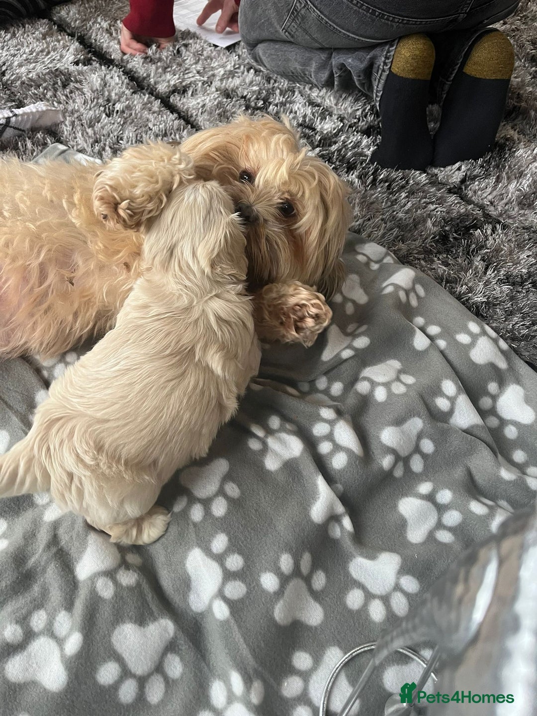 Mixed Breed dogs for sale: Amazing Shweenie girl - Advert 11