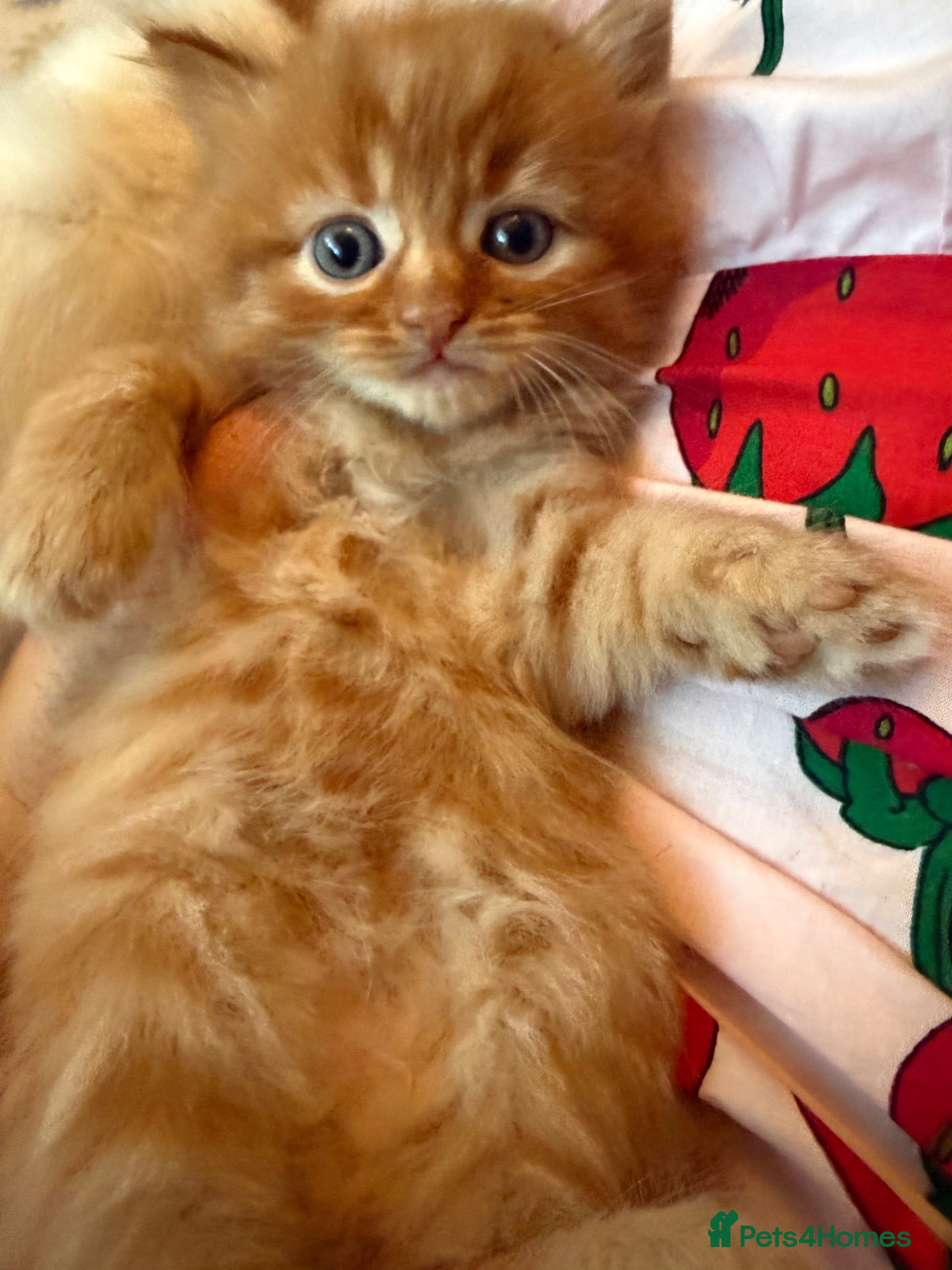 Persian cats Stunning persian kittens £495 - Advert 1