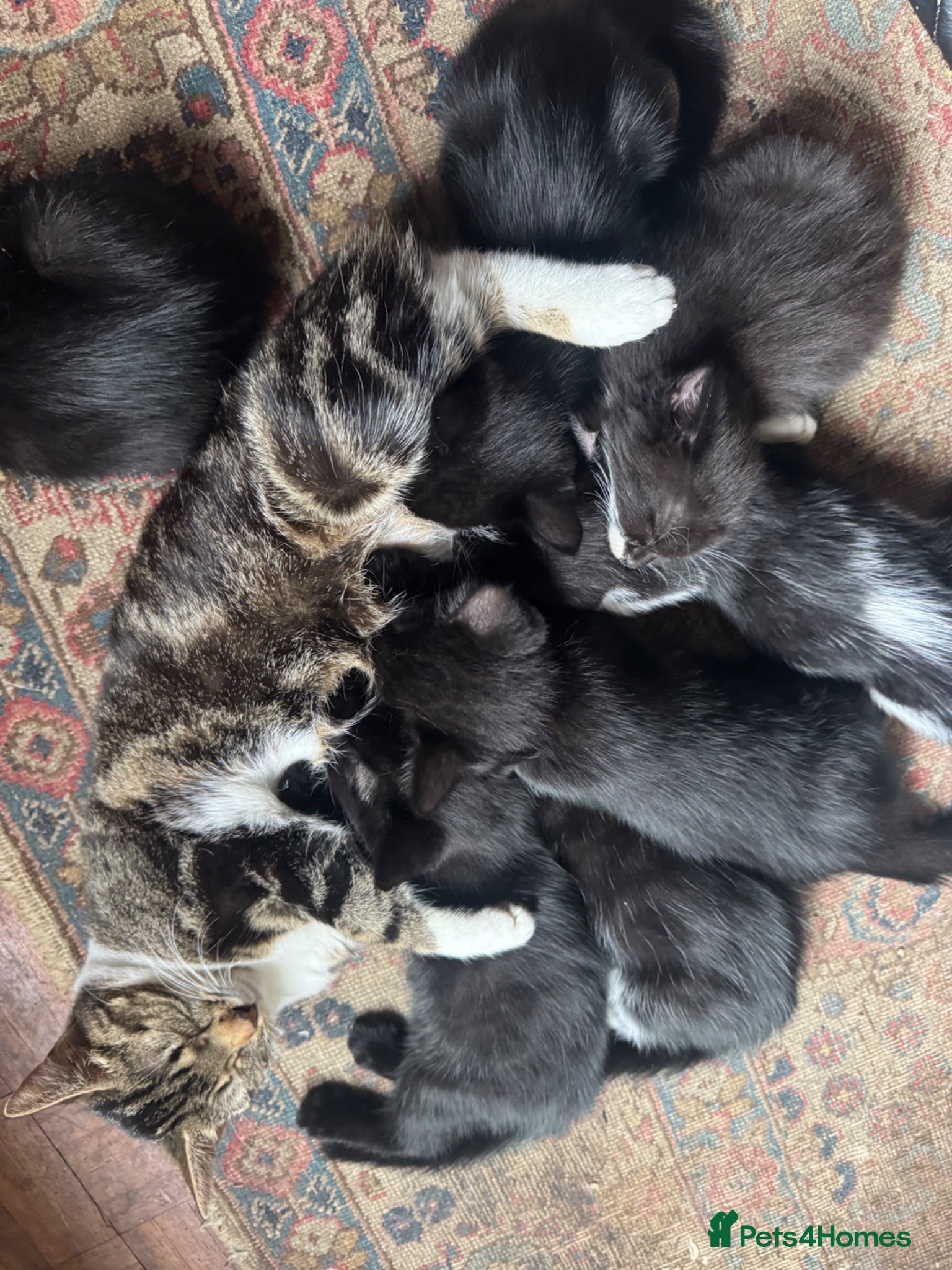 Mixed Breed cats Mixed kitten litter  - Advert 3