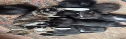 Mixed Breed cats for sale: Mixed kitten litter  - Advert 1