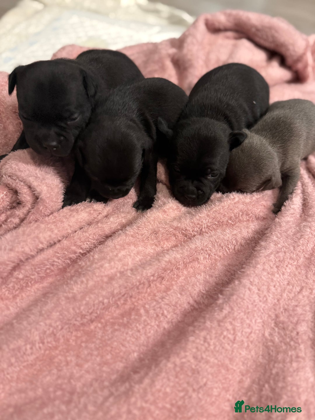 Staffordshire Bull Terrier dogs for sale: Staffordshire bull terrier puppies kc papered - Advert 12