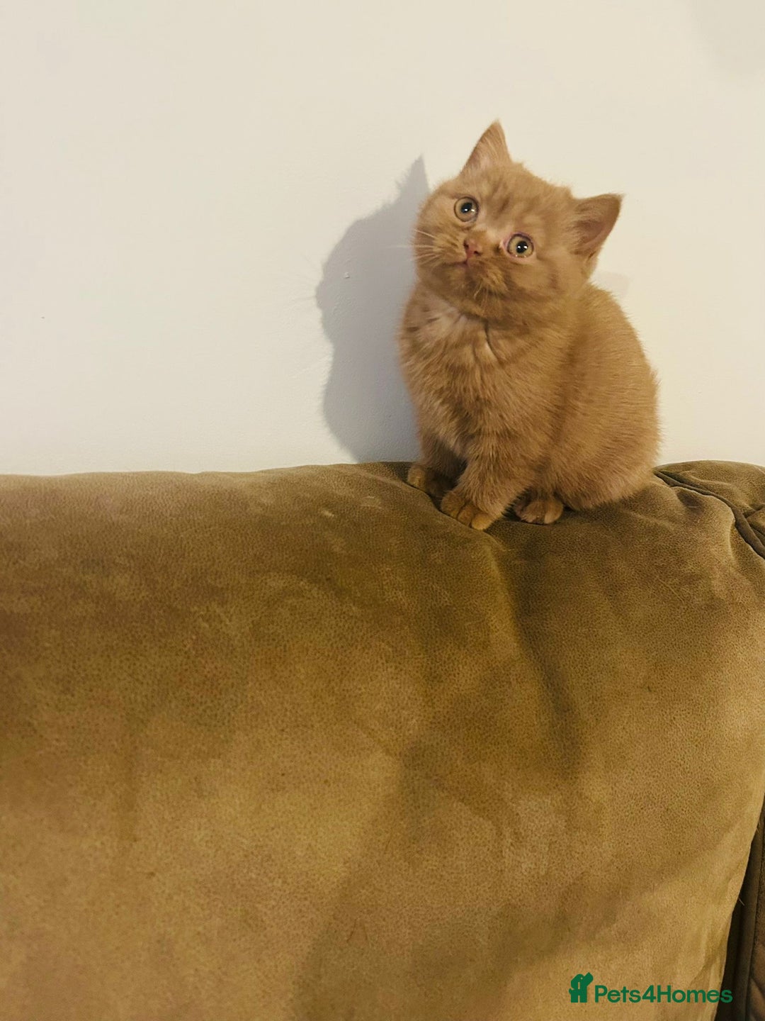 British Shorthair cats for sale: Two Adorable British Shorthair Kittens   - Advert 4