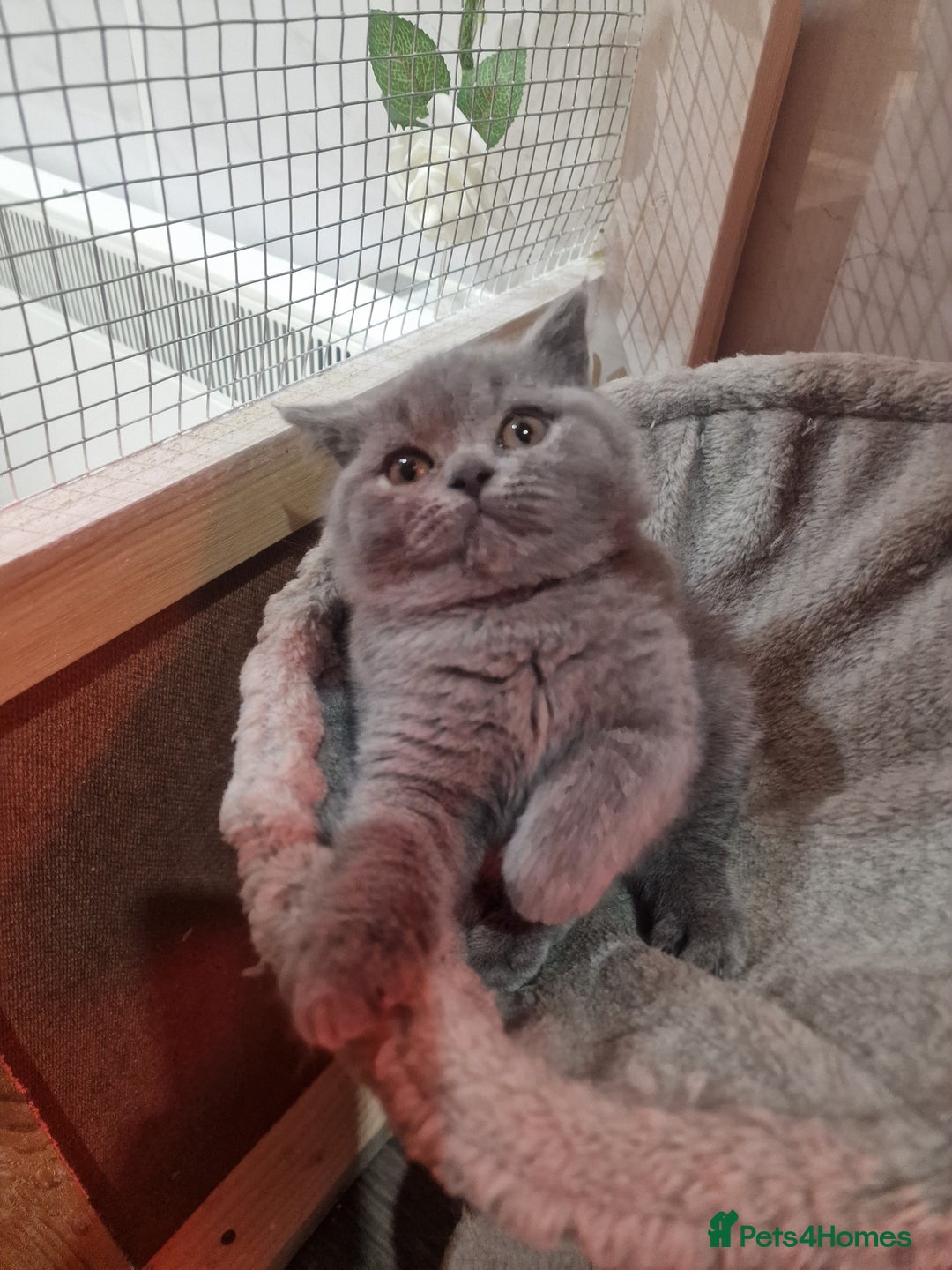 British Shorthair cats for sale: Champion Gccf chunky kittens  - Advert 4