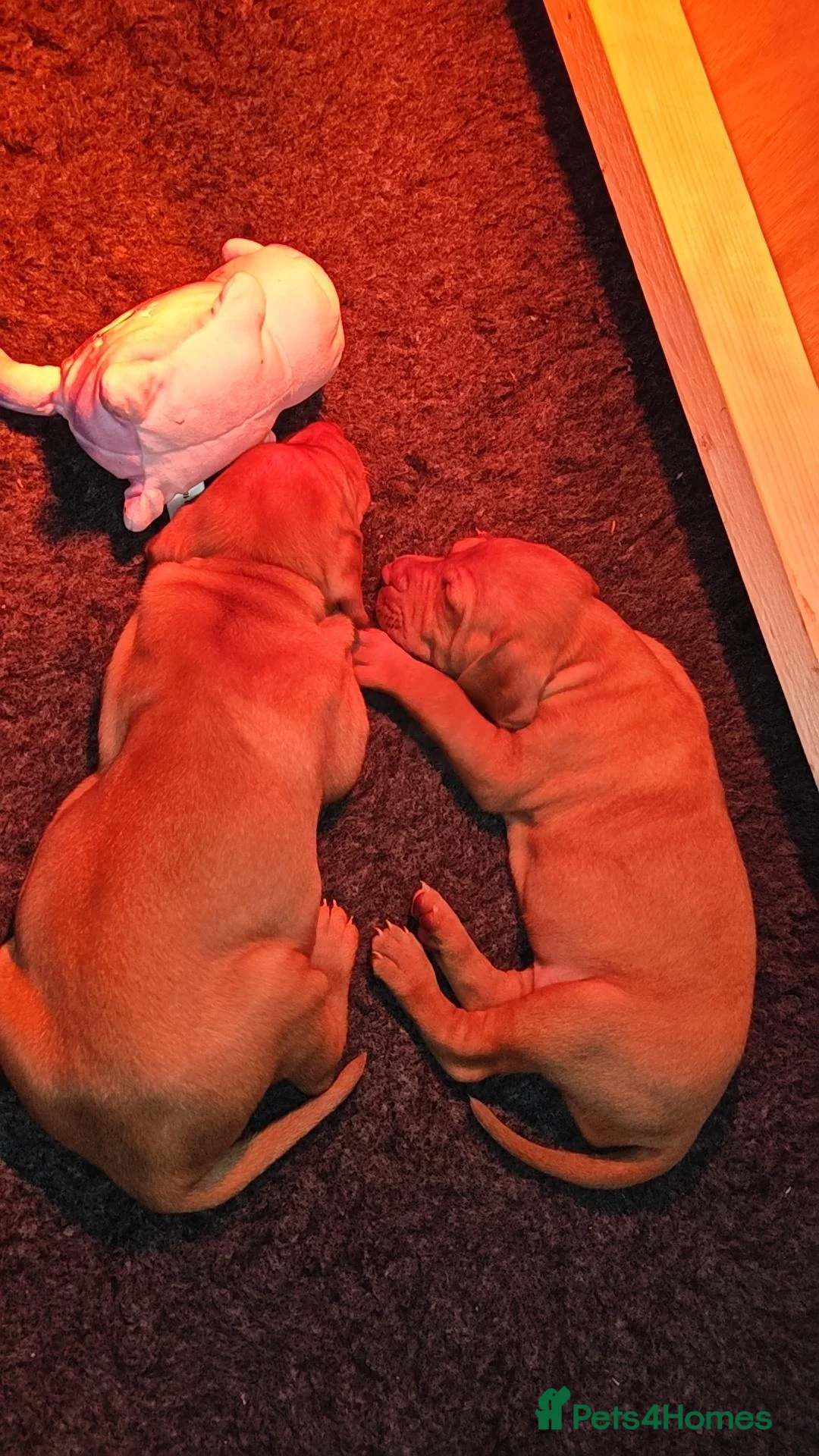 Hungarian Vizsla dogs for sale: 1 male KC registered Hungarian vizsla puppy  - Advert 17