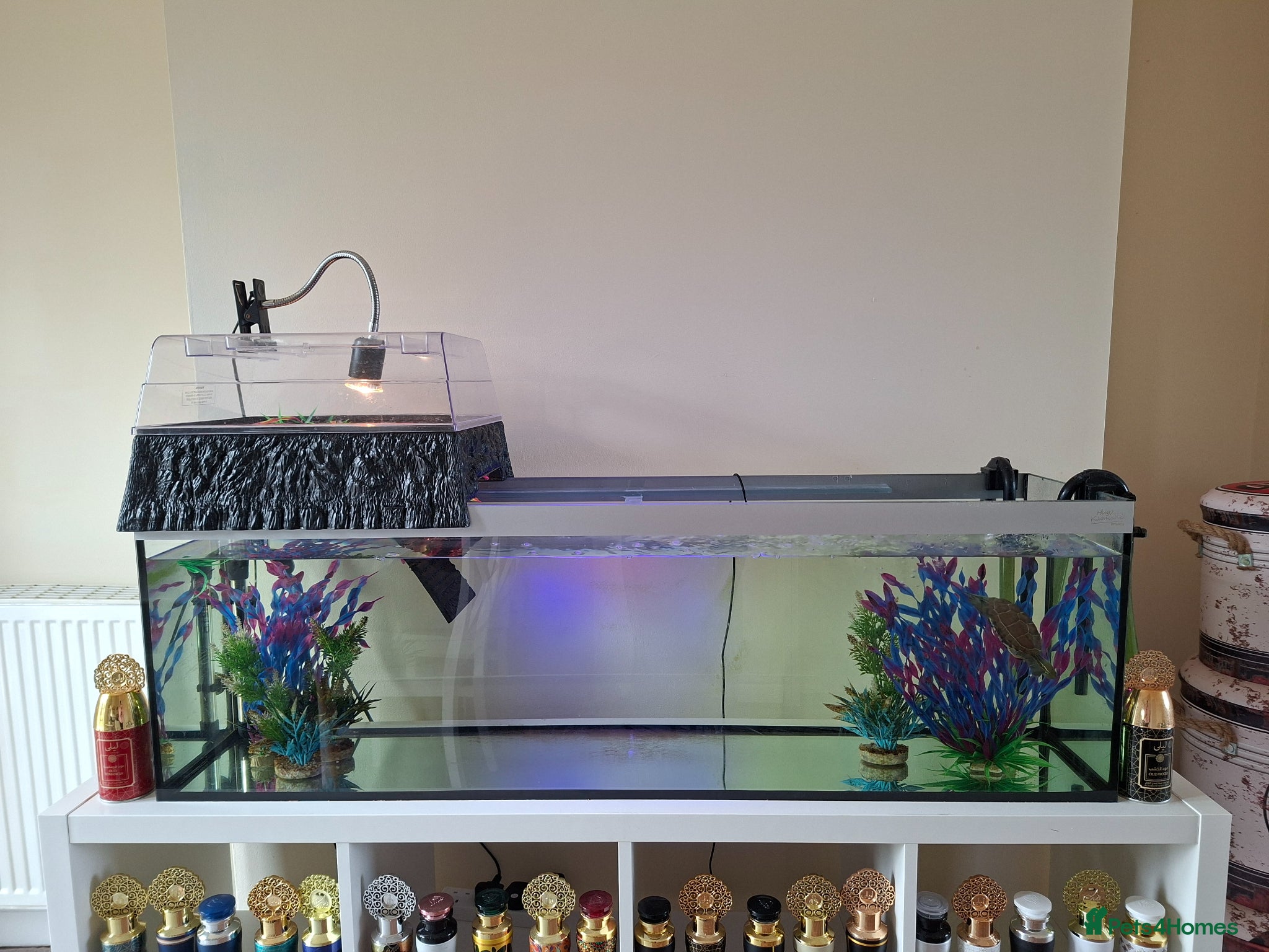Turtle reptiles Reeves turtle with full set up - Advert 1