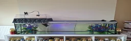 Turtle reptiles for sale: Reeves turtle with full set up - Advert 1
