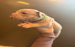 American Bully dogs for sale: ABKC Pocket Bully’s  - Image 12