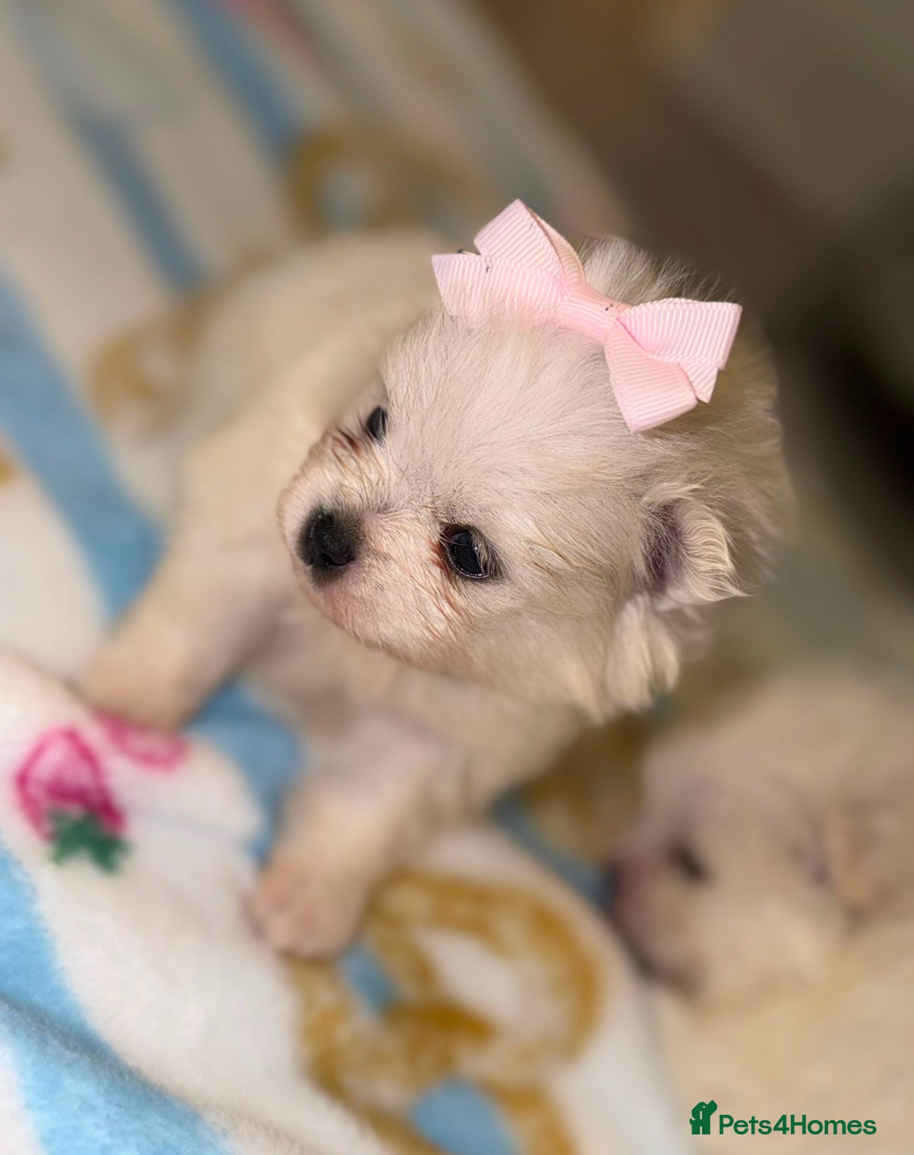 Pomeranian dogs Pomeranians  - Advert 9