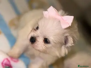 Pomeranian dogs Pomeranians - Advert 9