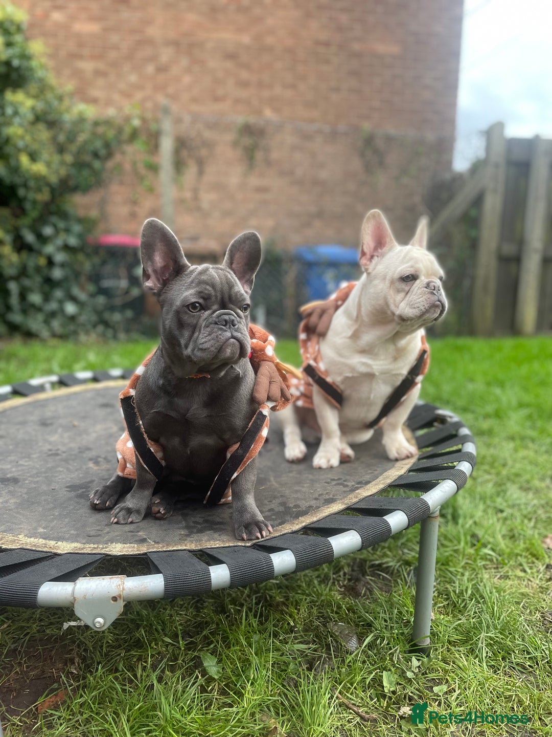 French Bulldog dogs for sale: French bulldog puppies - Advert 1