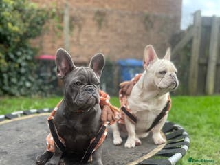 French Bulldog dogs French bulldog puppies - Advert 18