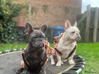 French Bulldog dogs French bulldog puppies - Advert 12