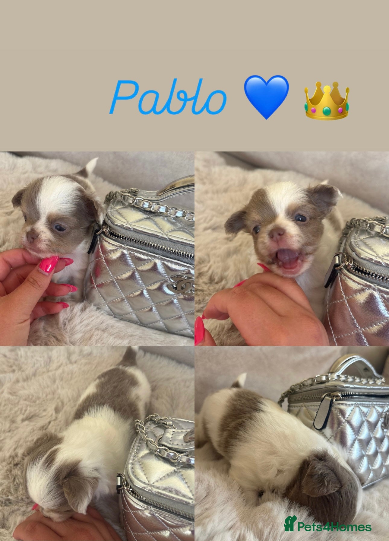 Chihuahua dogs Long Hair Chihuahua Puppies 😍🐶 - Advert 2