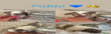 Pablo