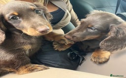 Miniature Dachshund dogs for sale: Last Long Haired Miniature Dachshund puppy in Gravesend - Image 9