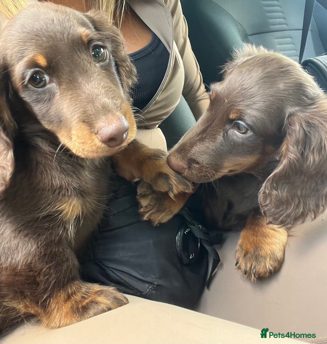Miniature Dachshund dogs for sale: Last Long Haired Miniature Dachshund puppy in Gravesend - Image 9