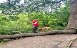 Mixed Breed dogs for sale: Mara - Doberman X Lurcher 7 month old girl - Image 19