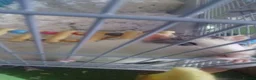 Rat rodents for sale: Fancy rats with cage in Hull - Advert 1