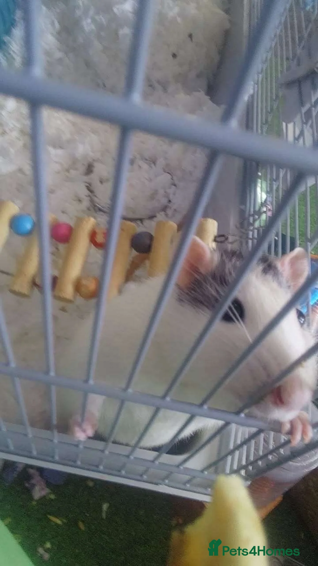 Rat rodents for sale: Fancy rats with cage in Hull - Advert 1