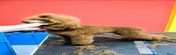 Maltipoo dogs for sale: F1B Maltipoo Rare Colours DNA Tested  - Advert 21