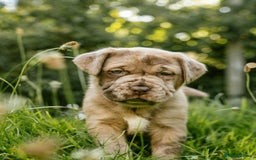 Mastiff dogs for sale: Mastiff pups  - Image 17