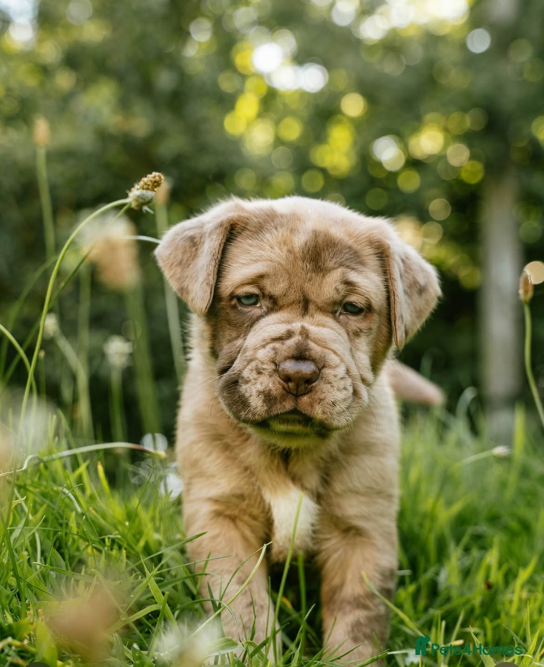 Mastiff dogs for sale: Mastiff pups  - Image 17