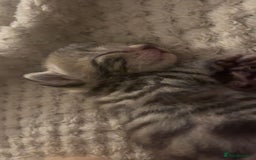 Bengal cats for sale: 2 bengal x Egyptian mau kittens  - Image 3